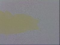Mesobiotus furciger image