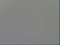Mesobiotus furciger image