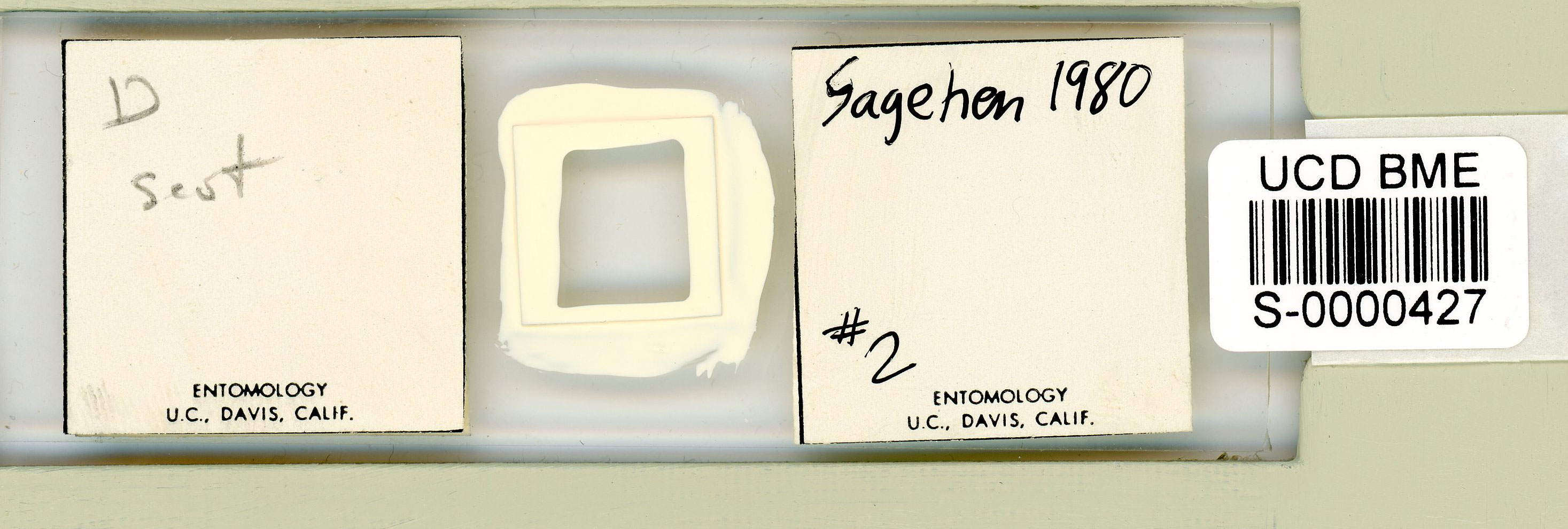 Adropion scoticum image