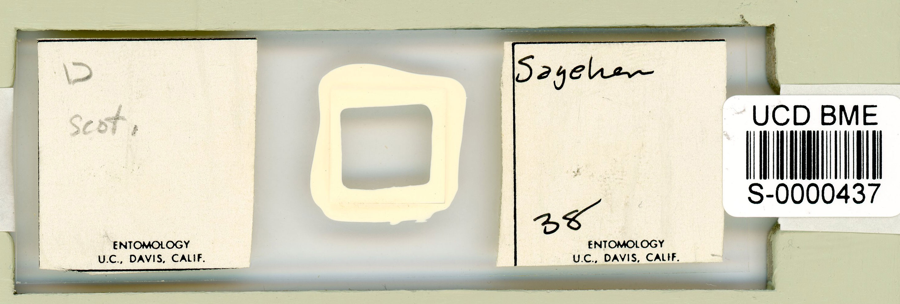 Adropion scoticum image