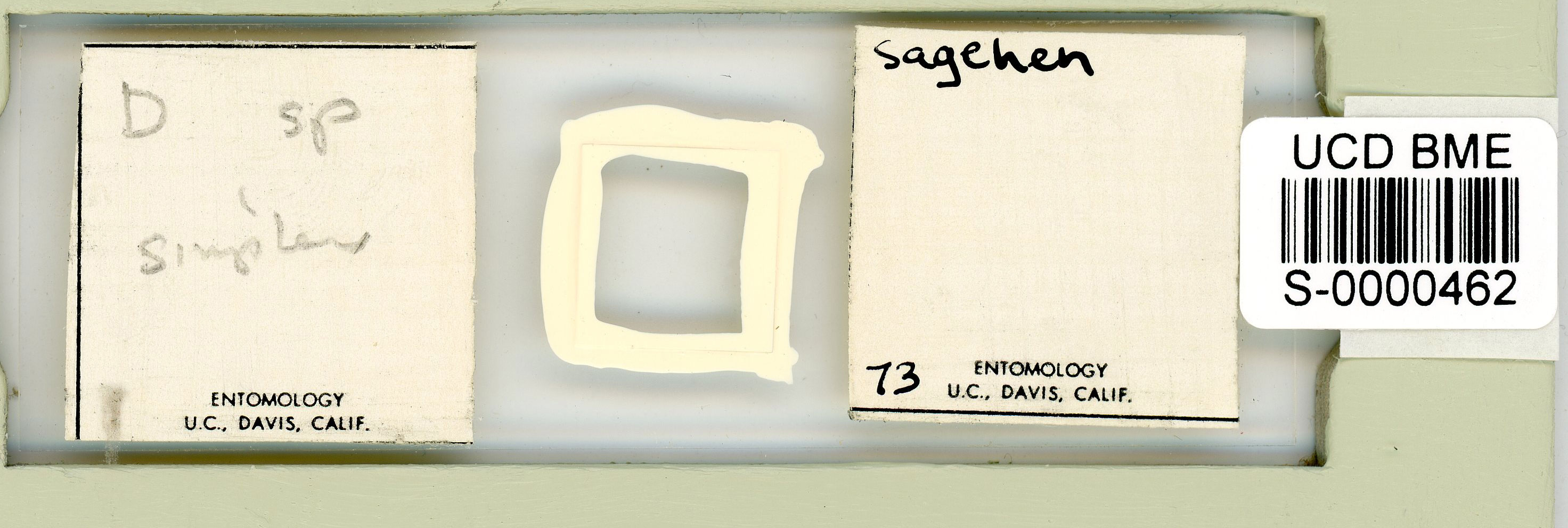 Itaquascon simplex image