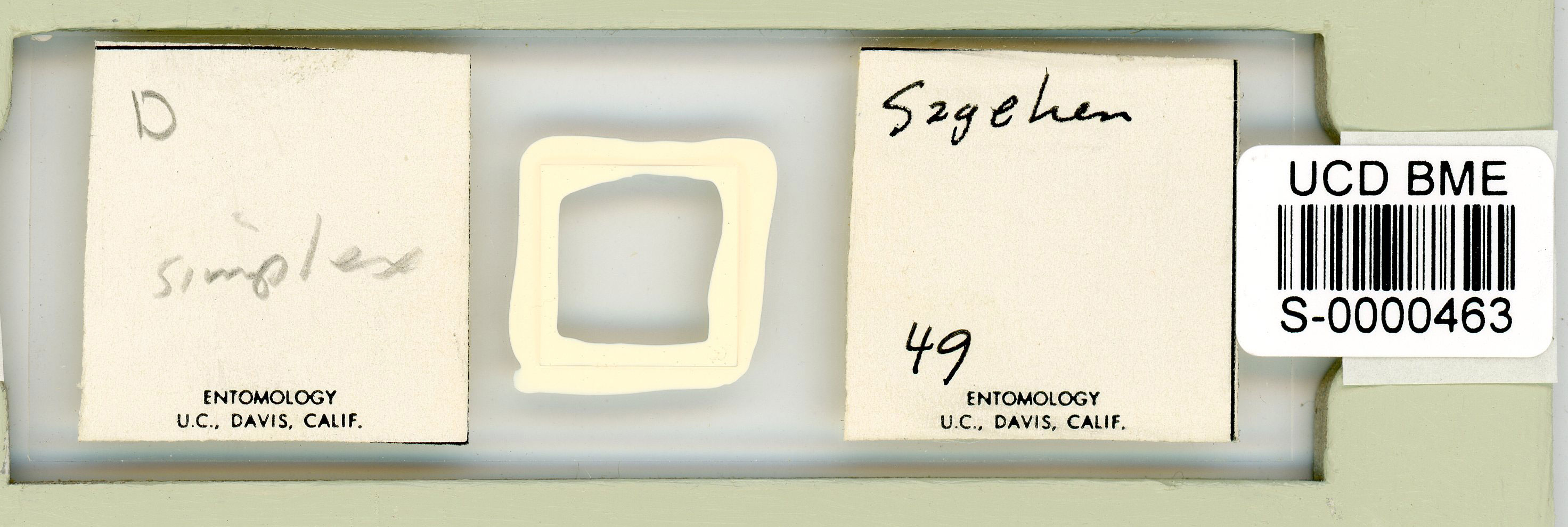 Itaquascon simplex image