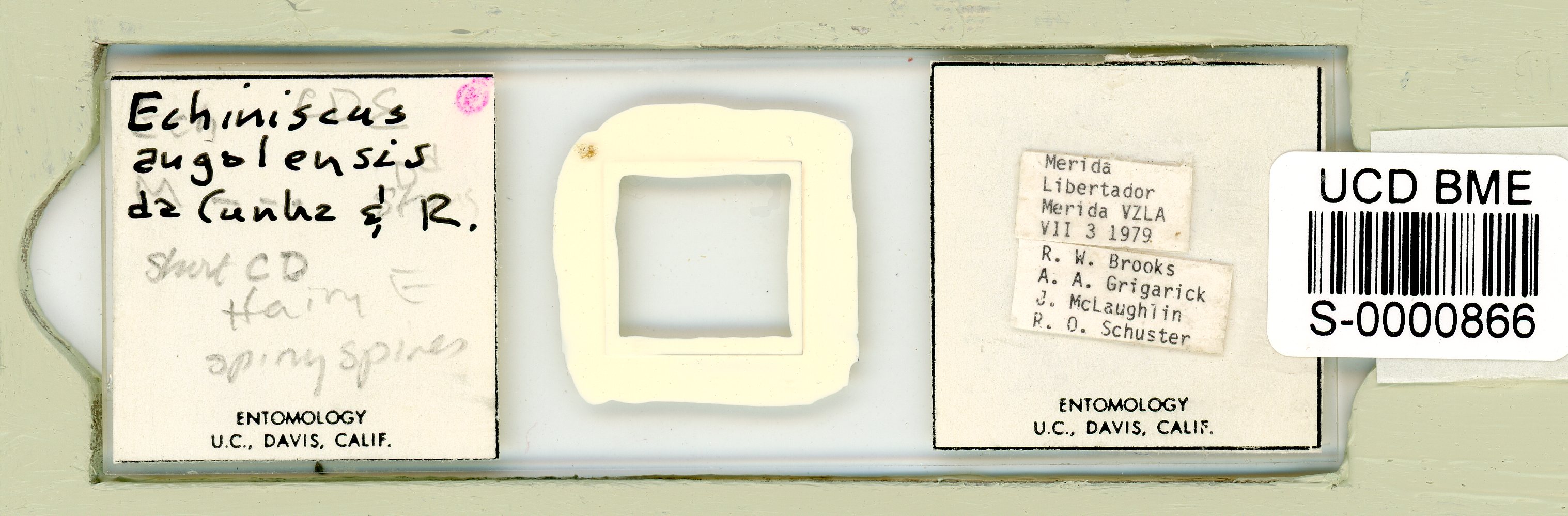 Echiniscus angolensis image