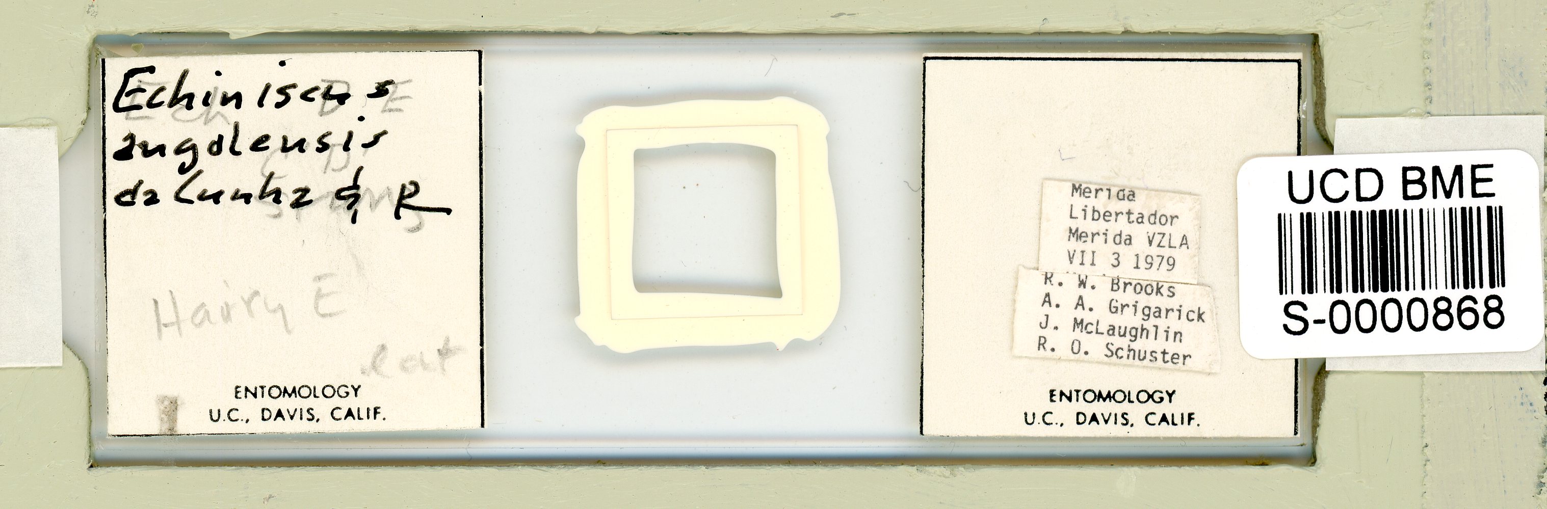 Echiniscus angolensis image