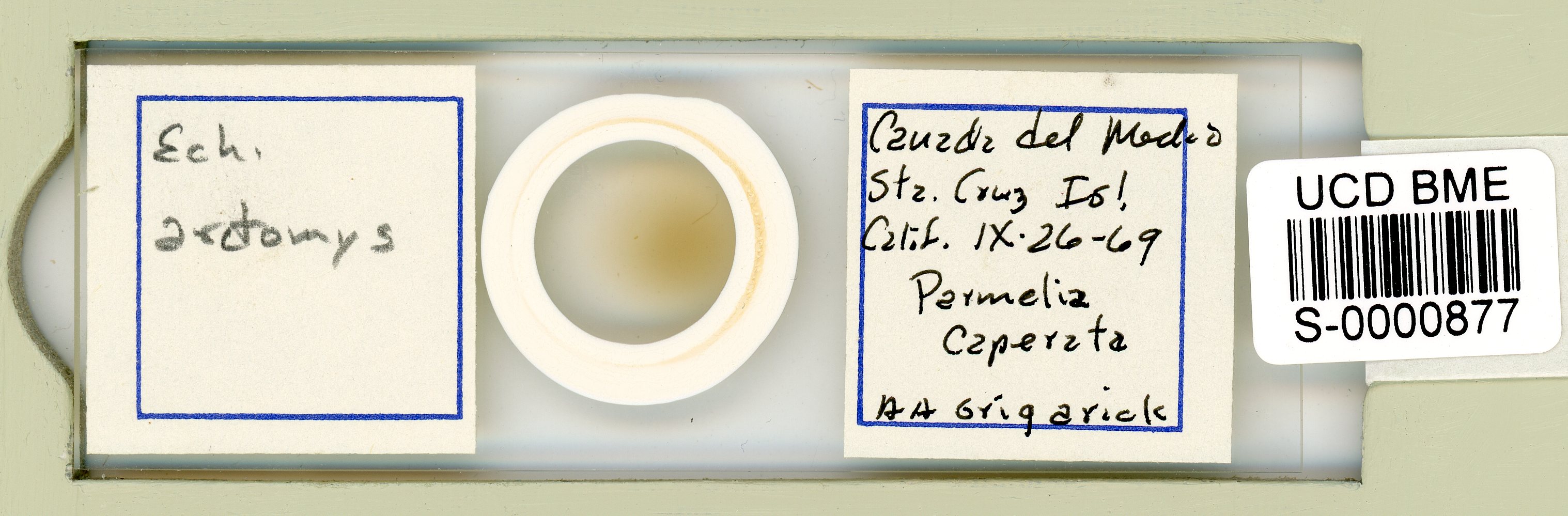 Echiniscus arctomys image
