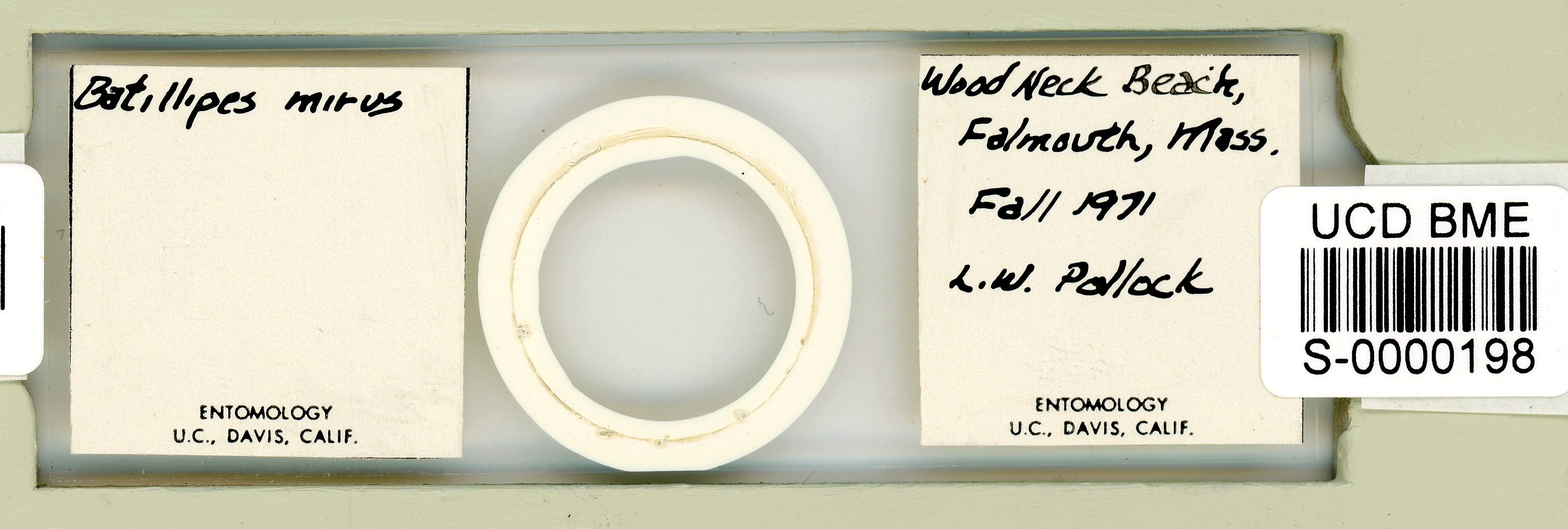 Batillipes minius image