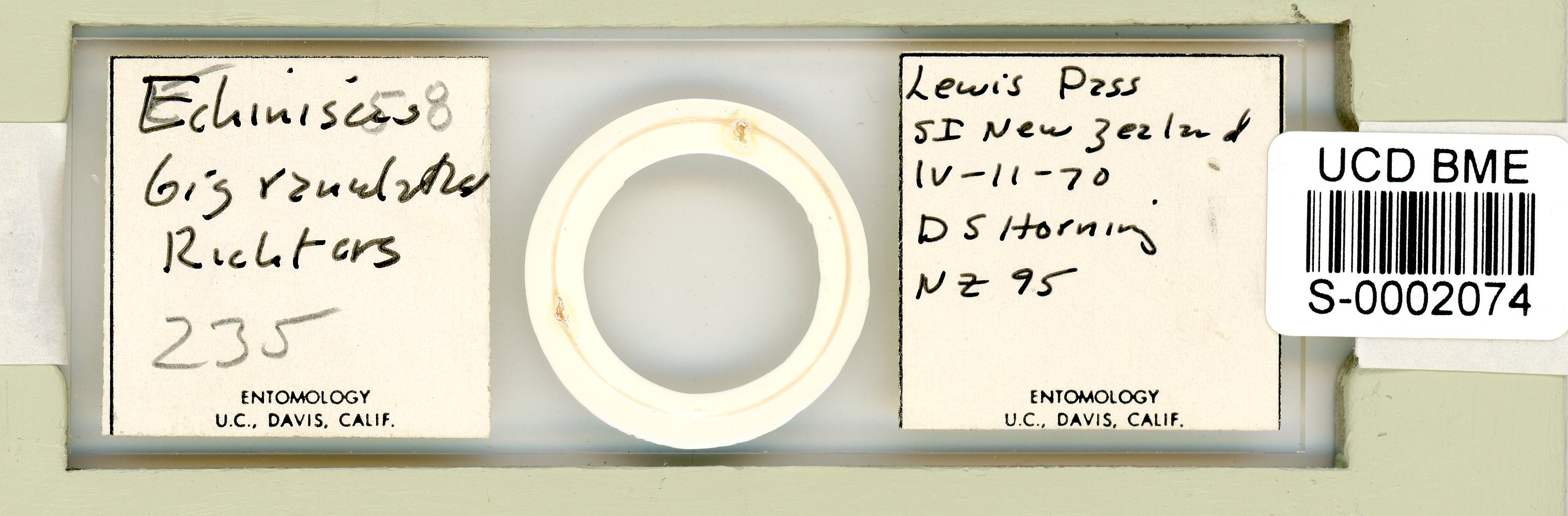 Echiniscus bigranulatus image
