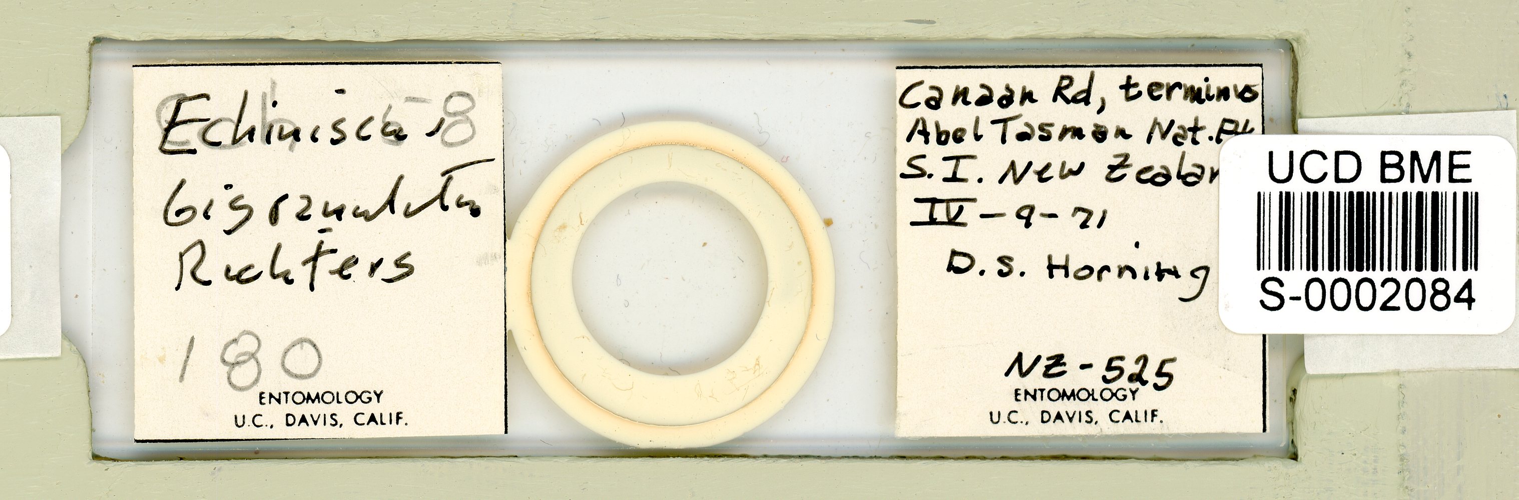 Echiniscus bigranulatus image