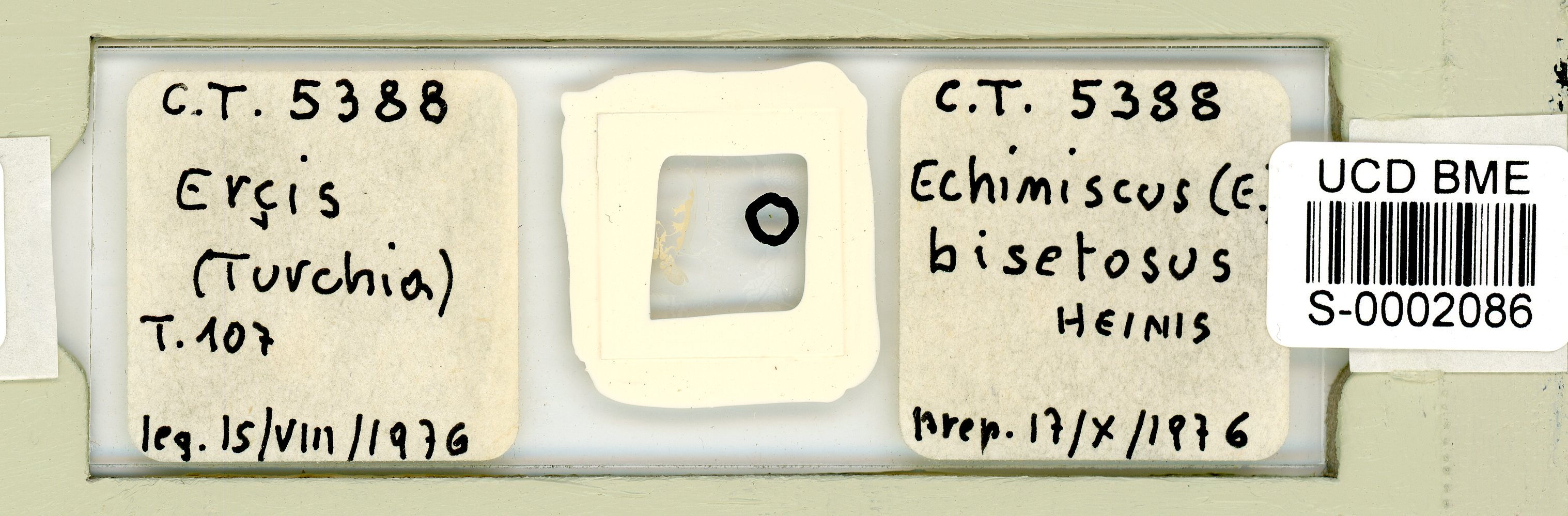 Echiniscus bisetosus image