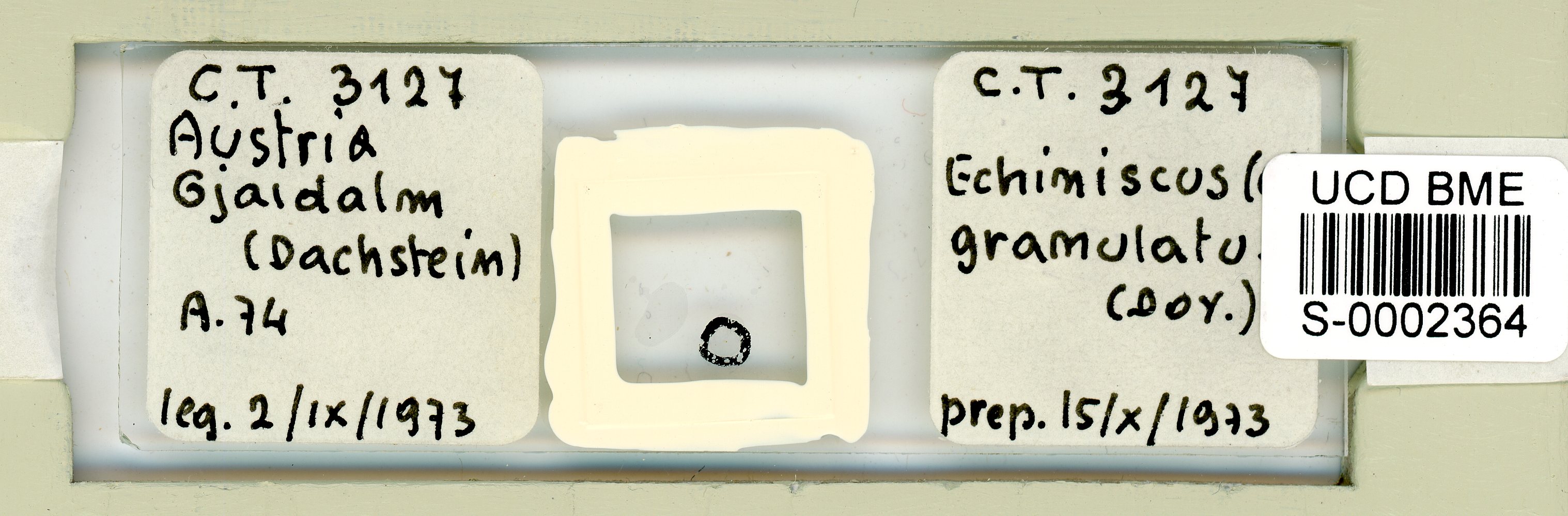 Echiniscus granulatus image