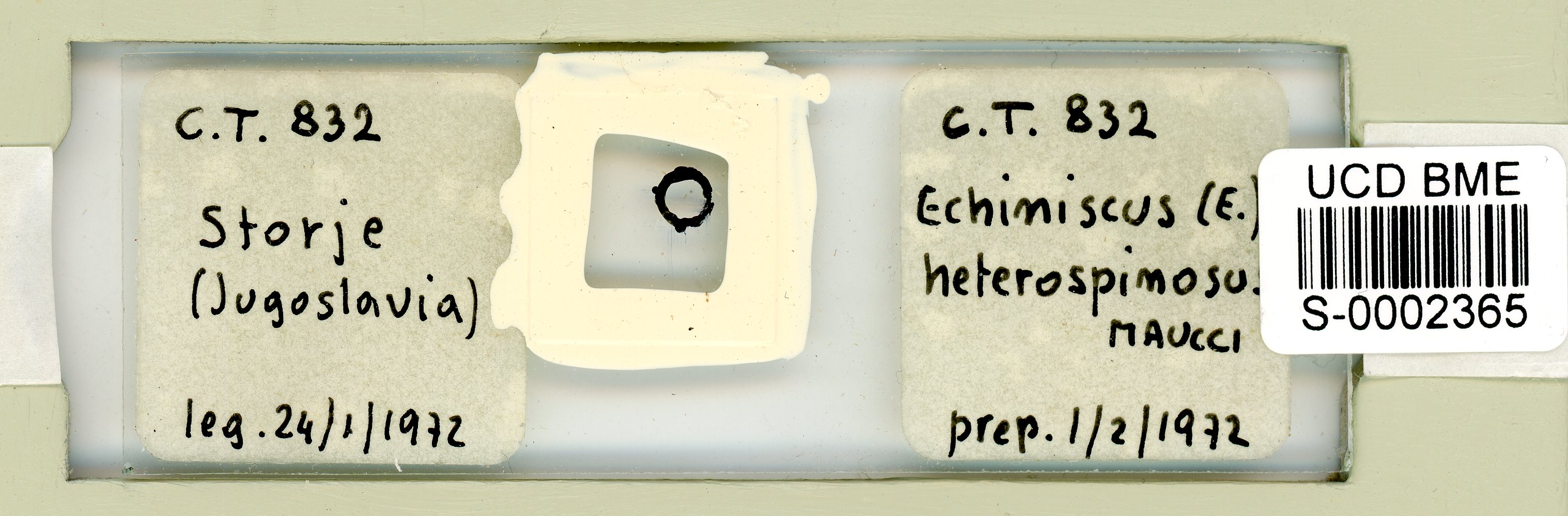 Echiniscus heterospinosus image