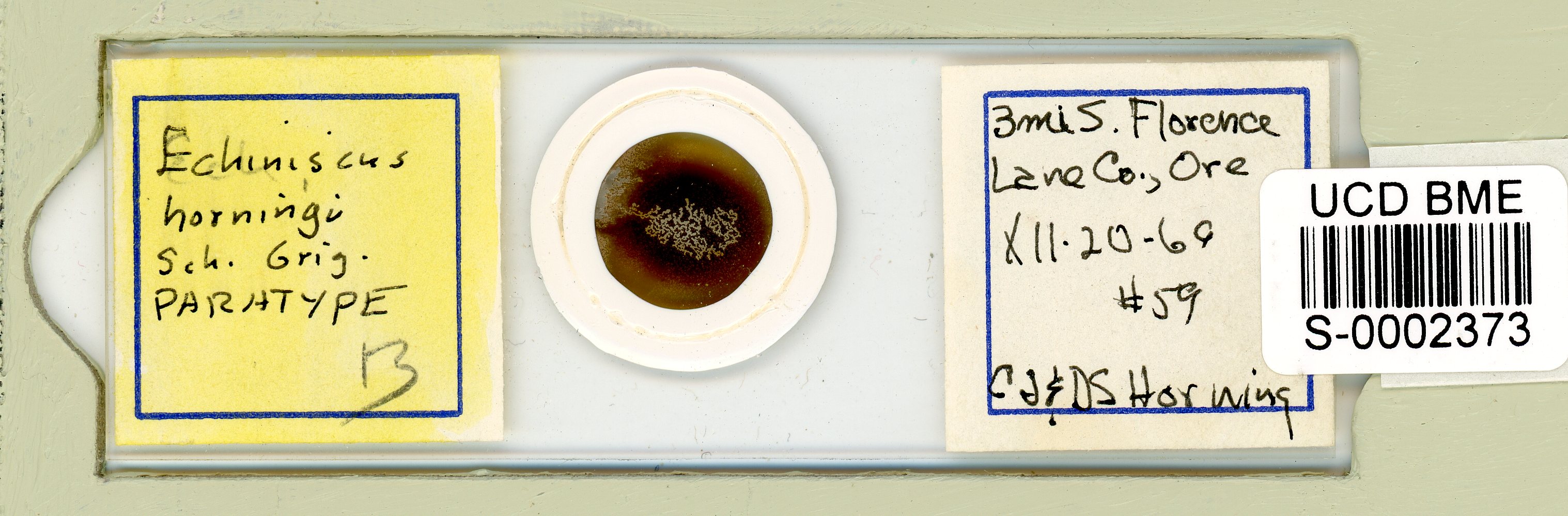 Echiniscus horningi image