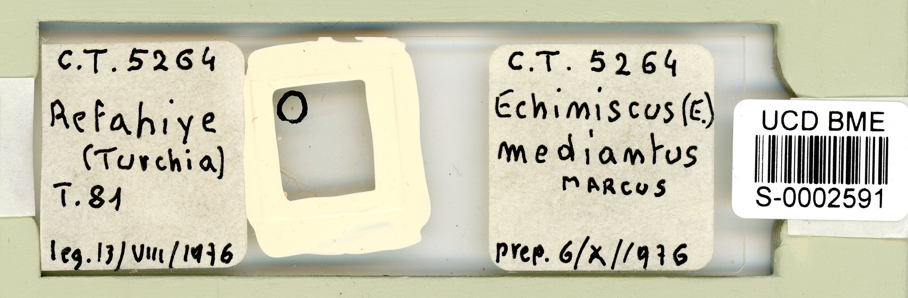 Echiniscus mediantus image