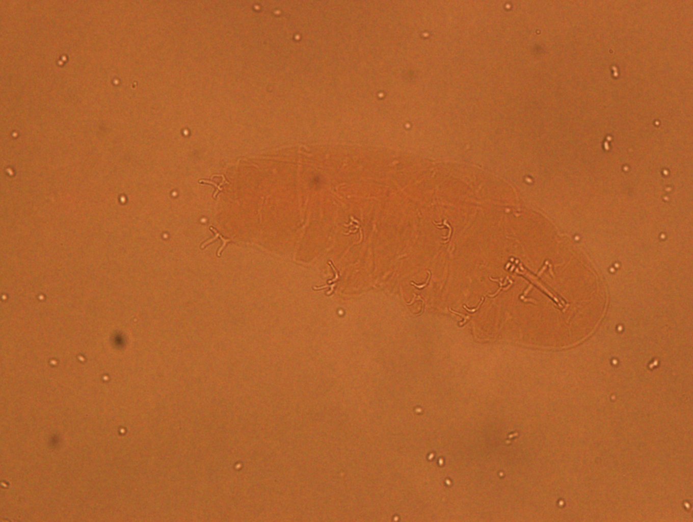 Doryphoribius zappalai image