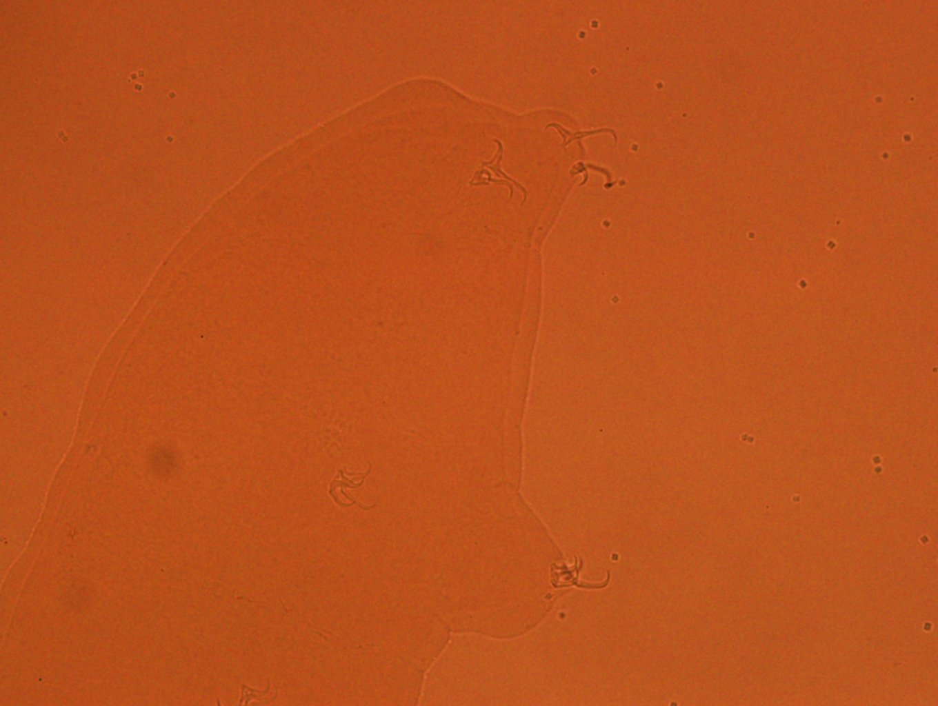 Doryphoribius zappalai image