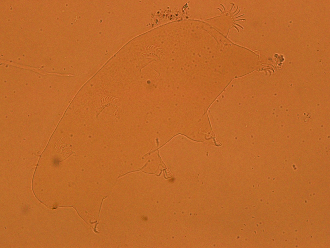 Echiniscoides sigismundi image
