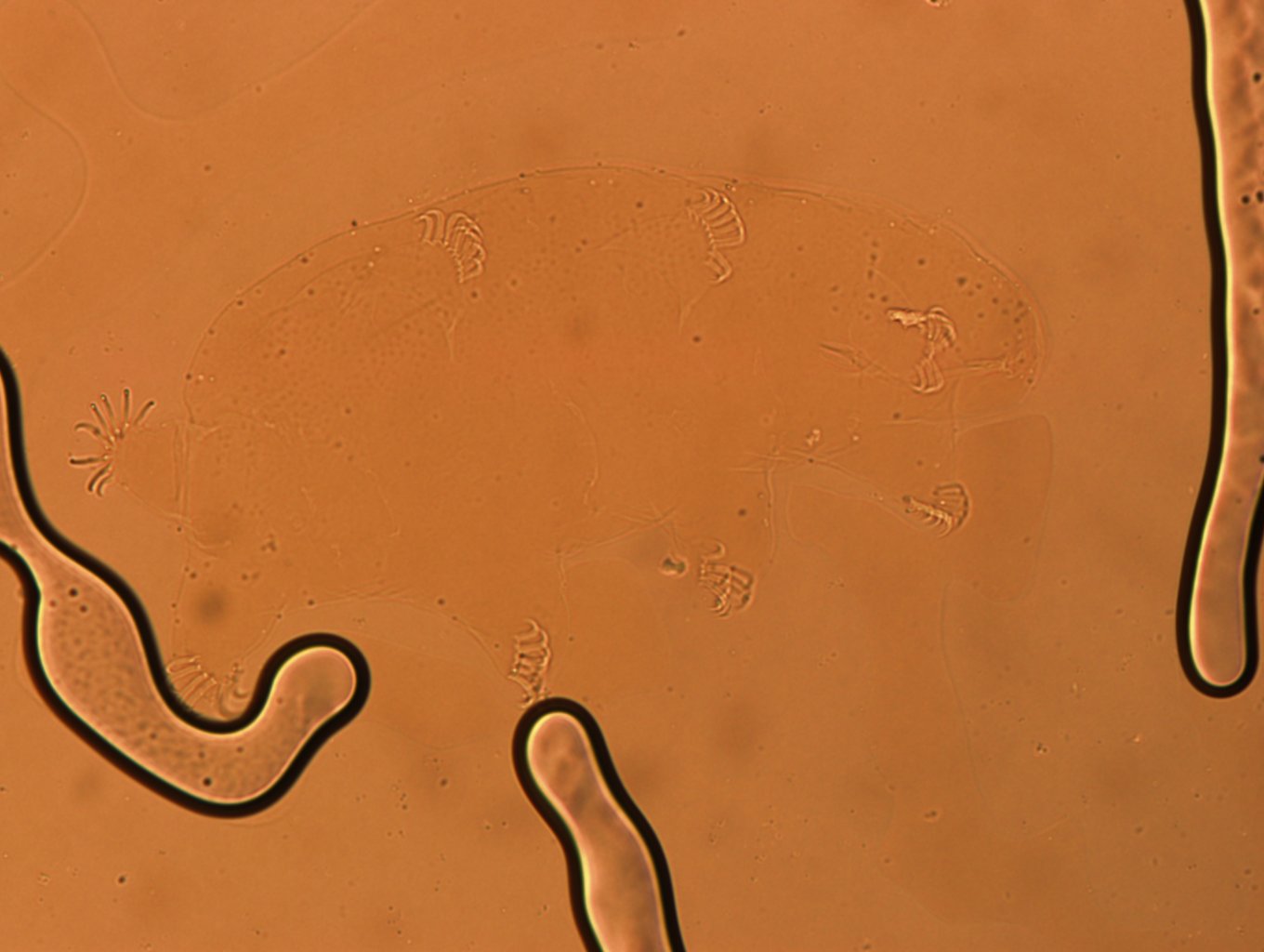Echiniscoididae image