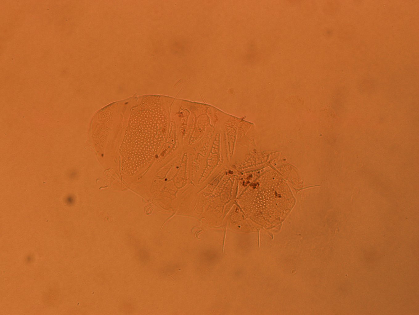 Echiniscus africanus image
