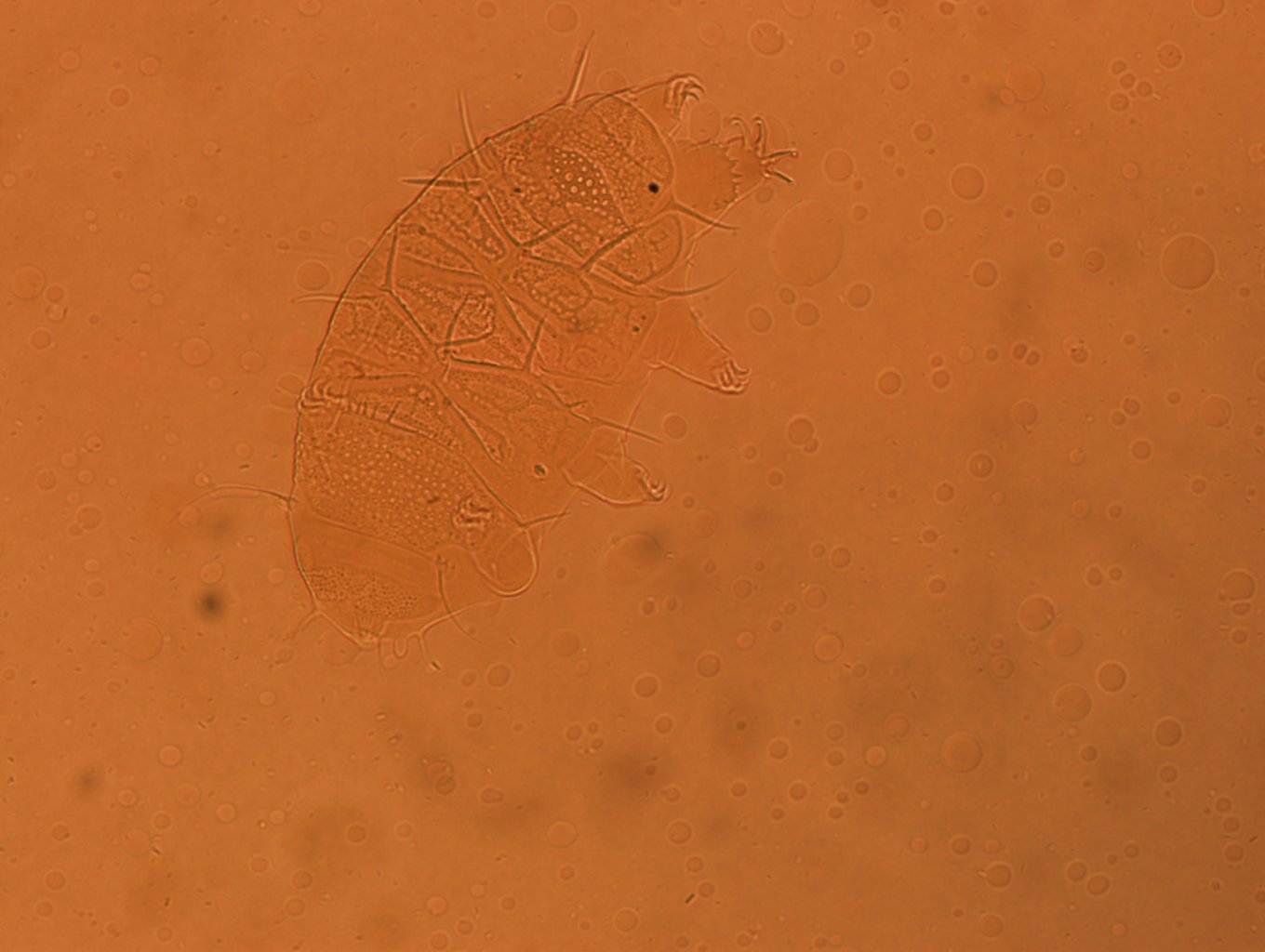 Echiniscus africanus image