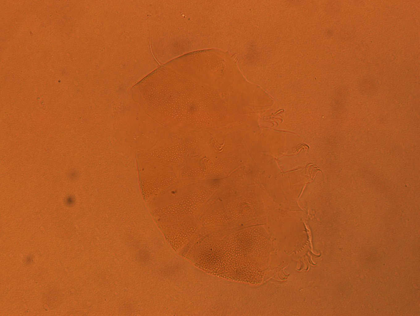 Echiniscus aliquantillus image