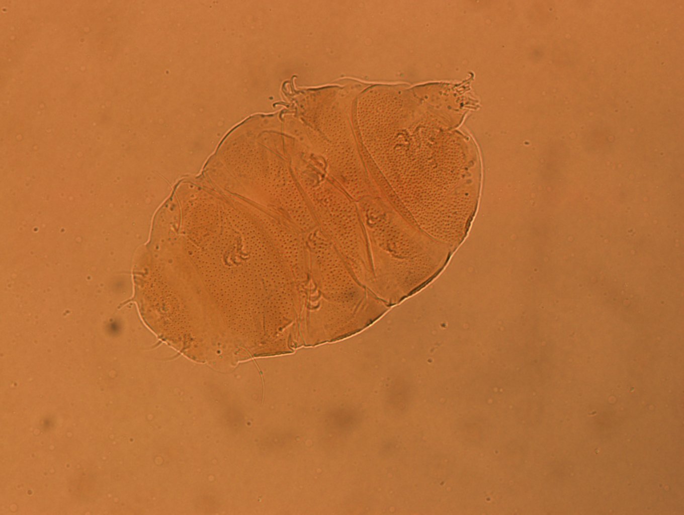 Echiniscus aliquantillus image