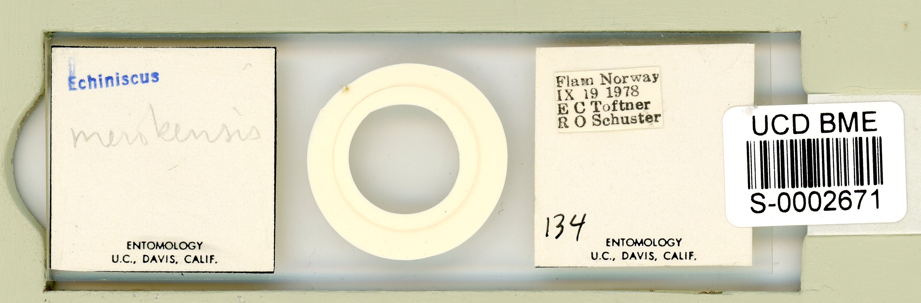 Echiniscus merokensis image