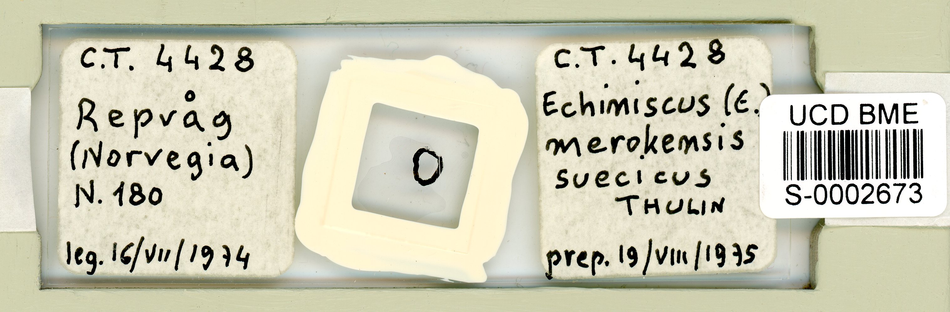 Echiniscus merokensis suecicus image