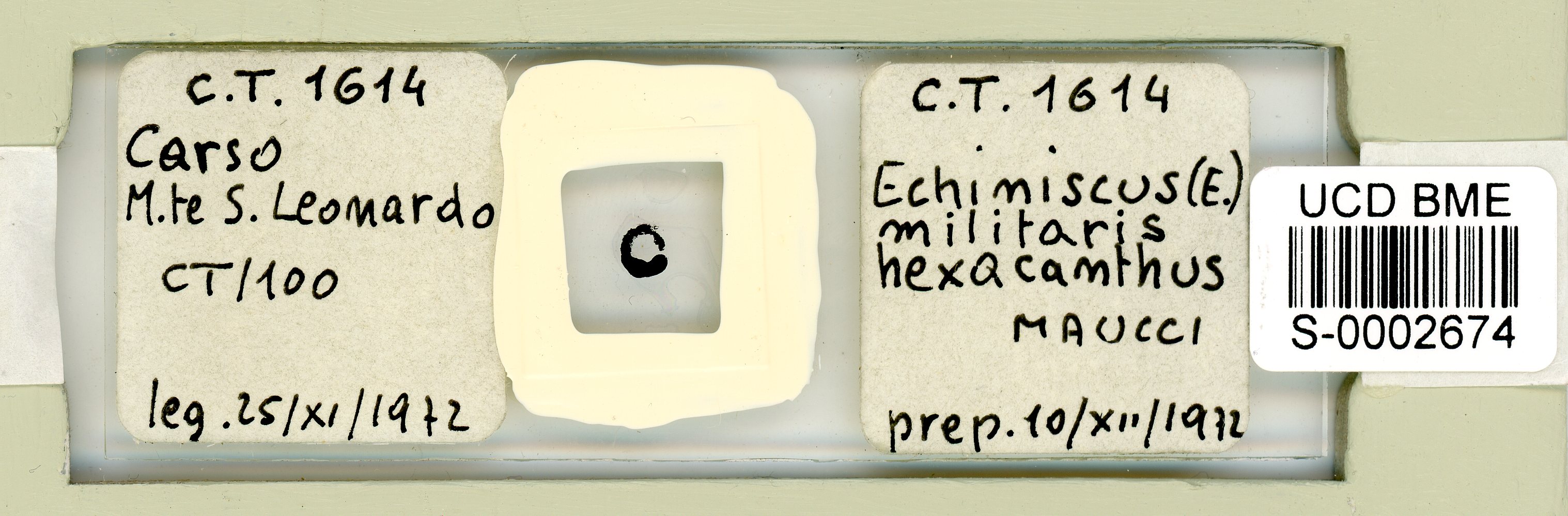 Echiniscus militaris image