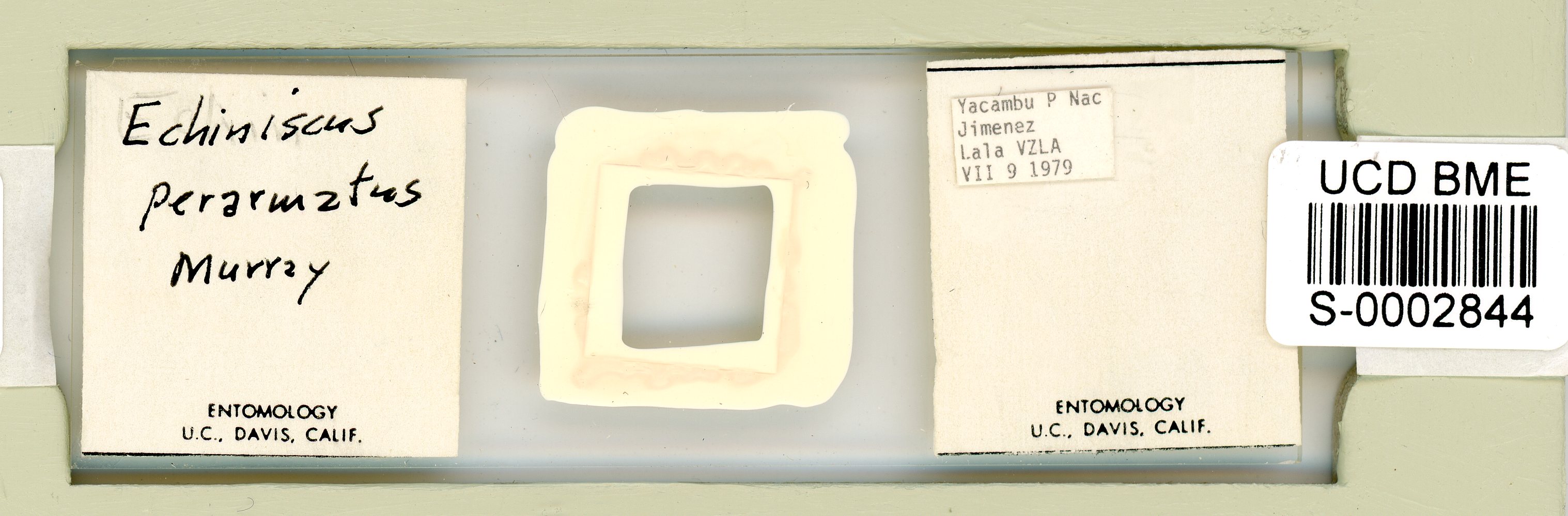Echiniscus perarmatus image