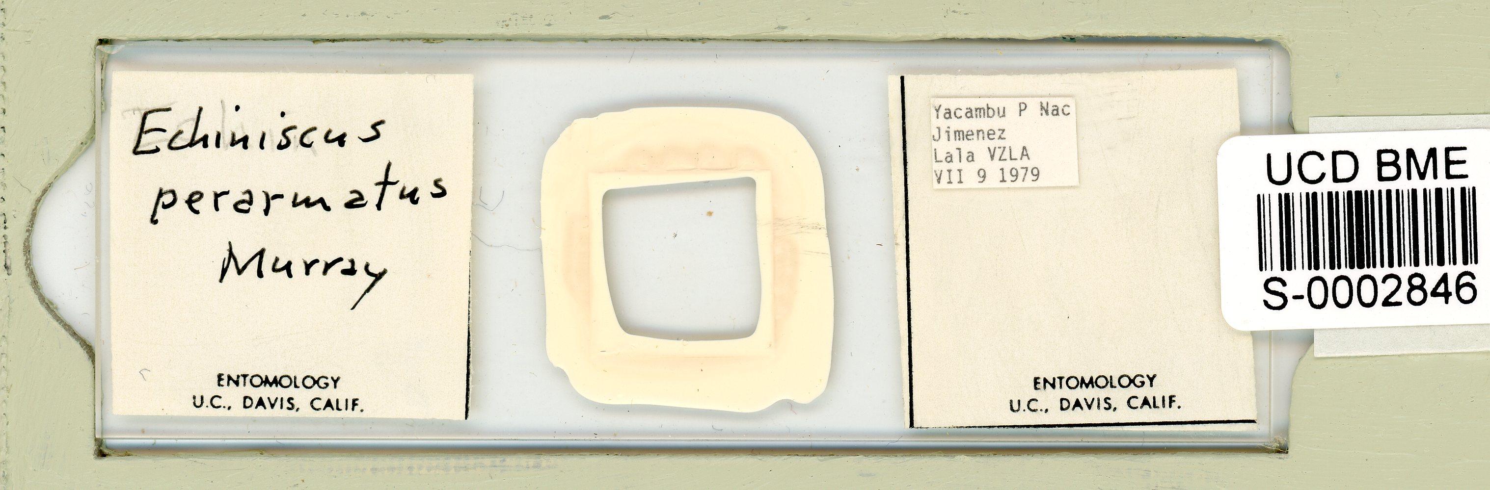 Echiniscus perarmatus image
