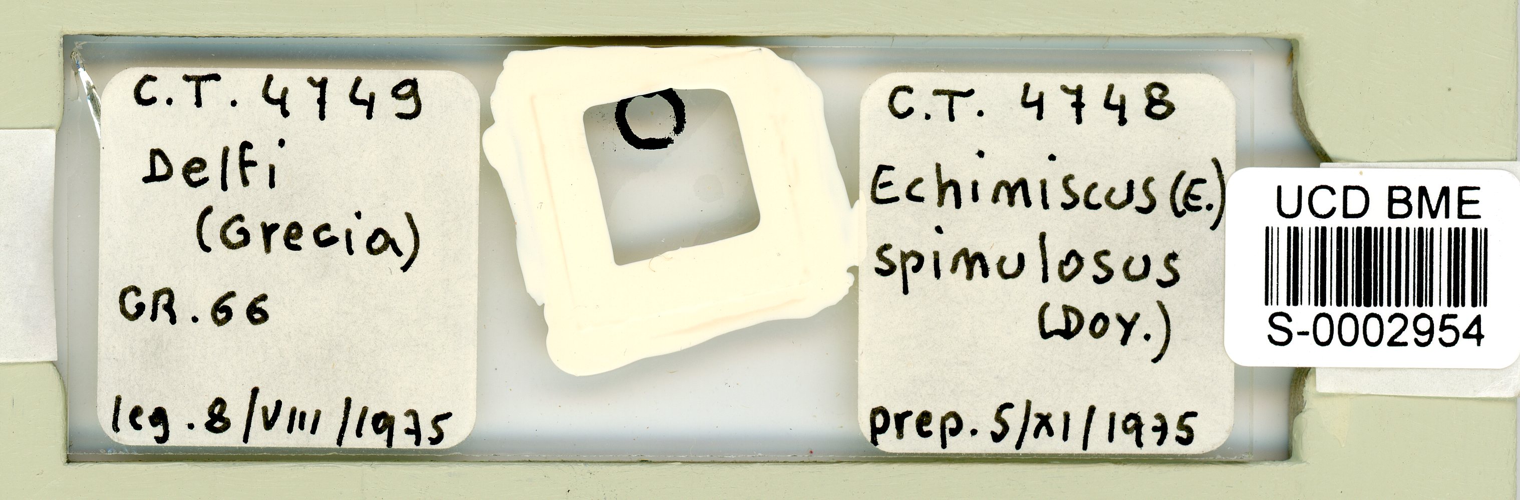 Echiniscus spinulosus image