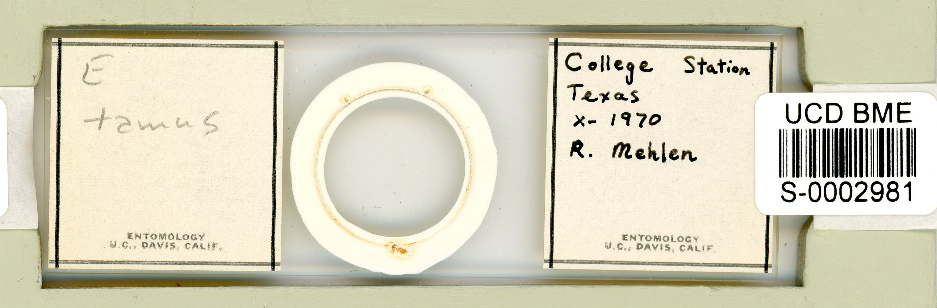 Echiniscus tamus image