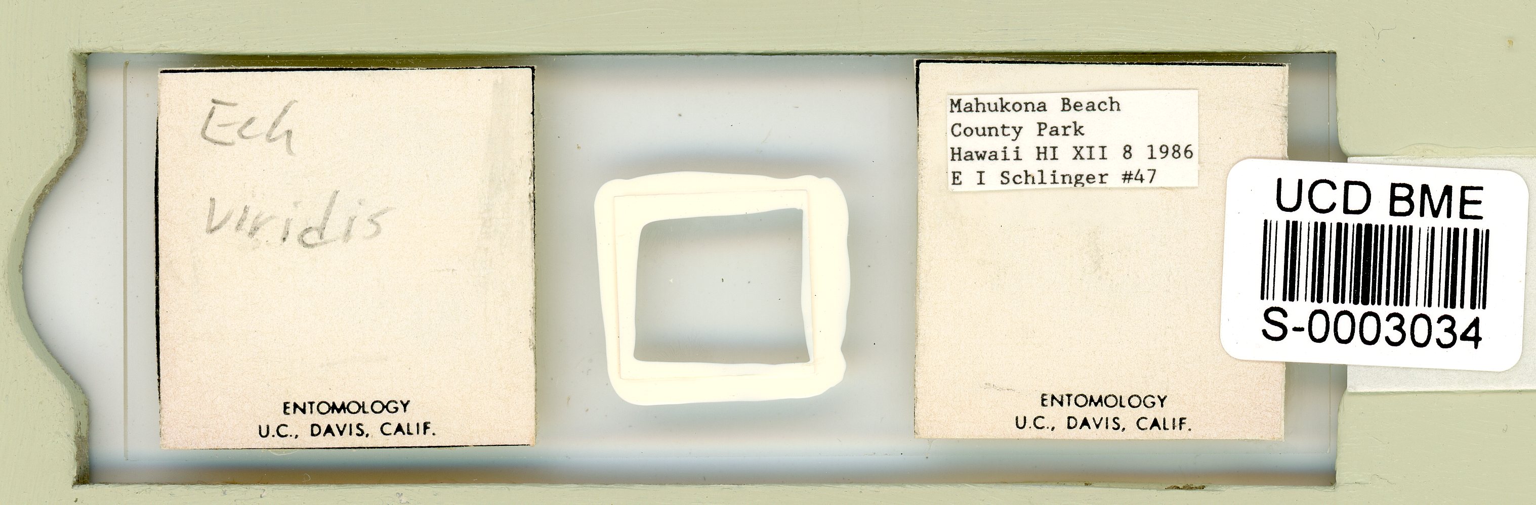 Echiniscus viridis image