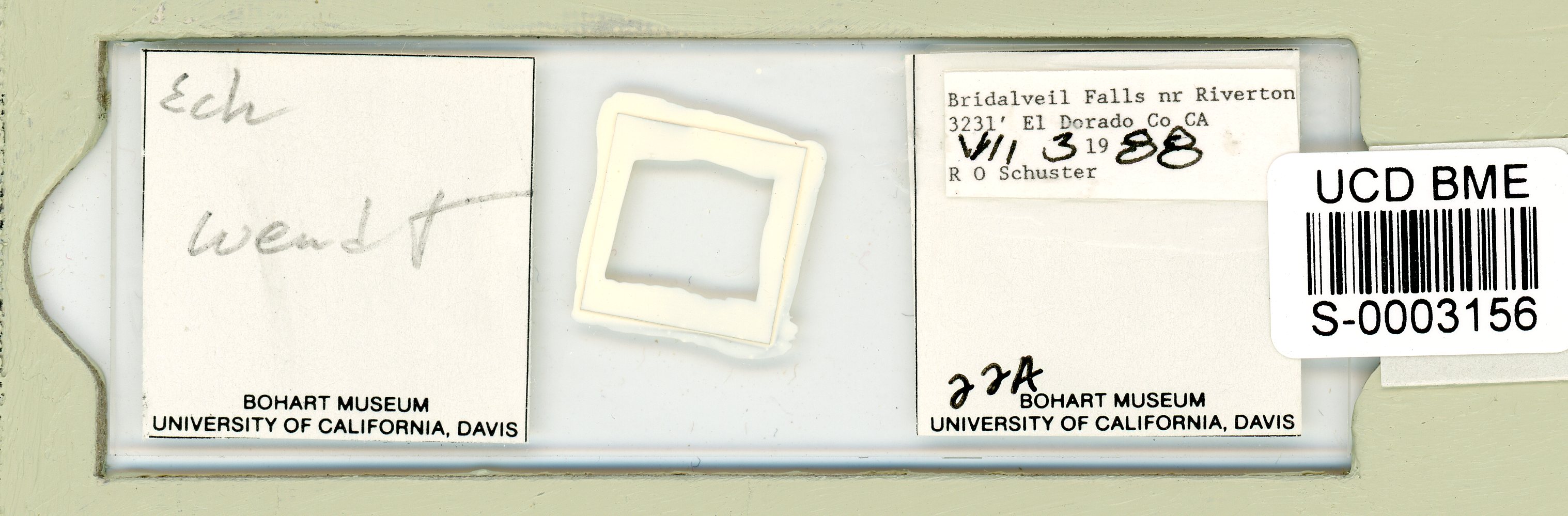 Echiniscus wendti image