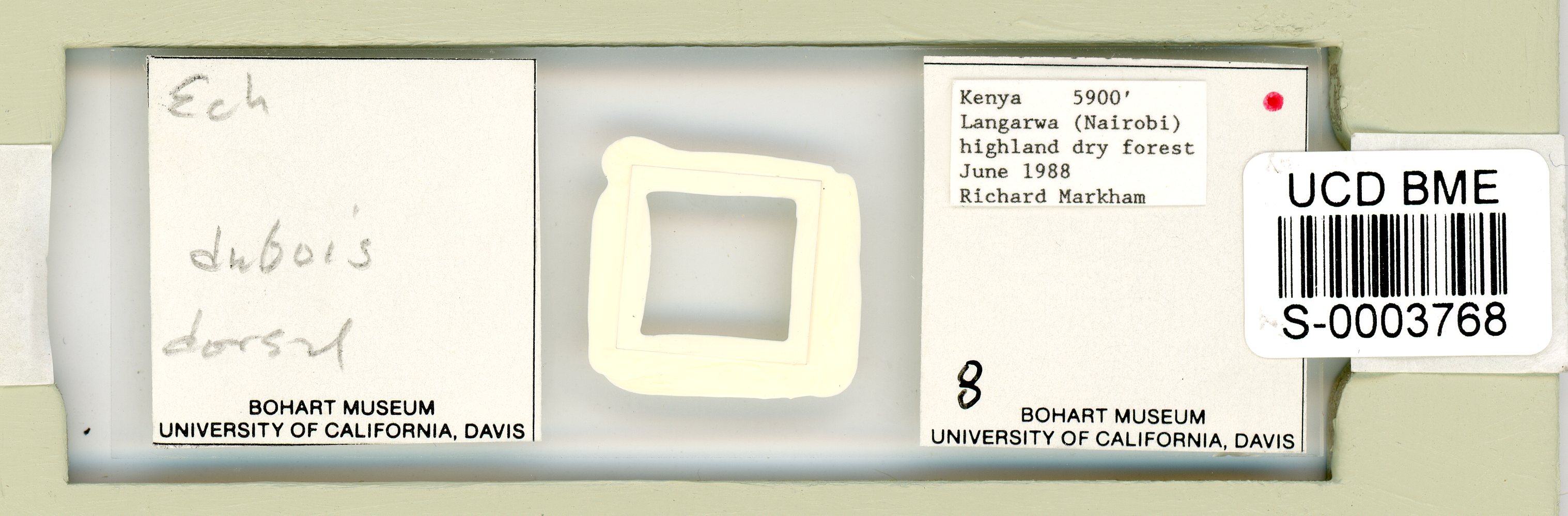 Echiniscus duboisi image