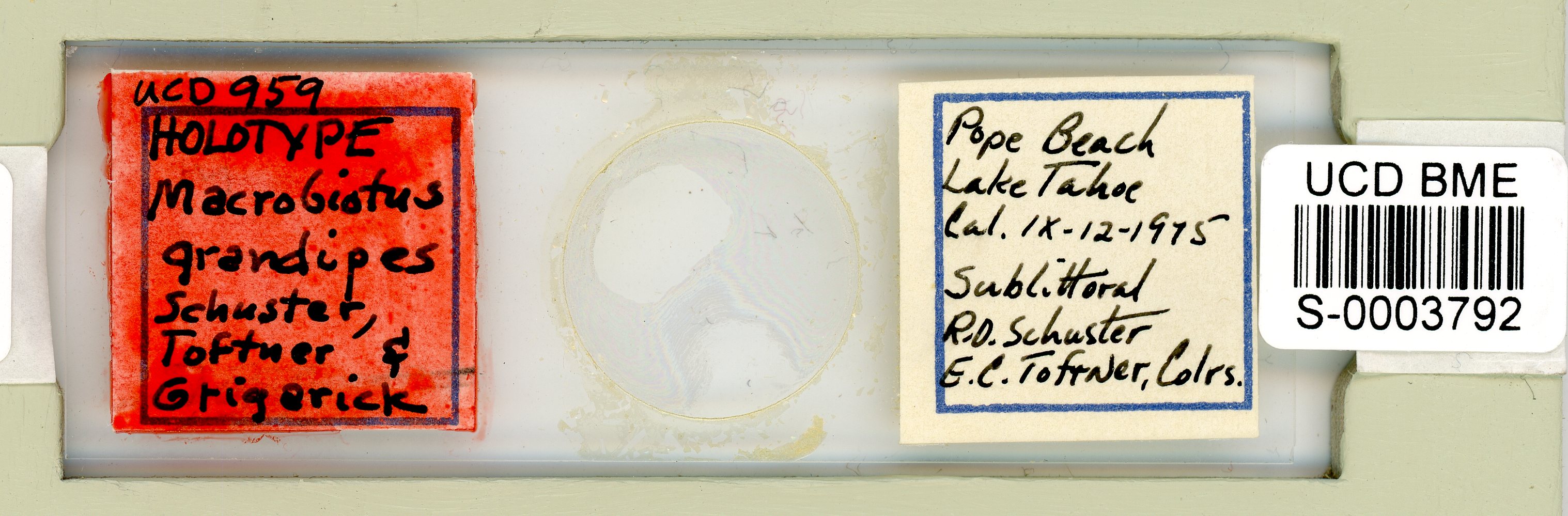 Dactylobiotus grandipes image
