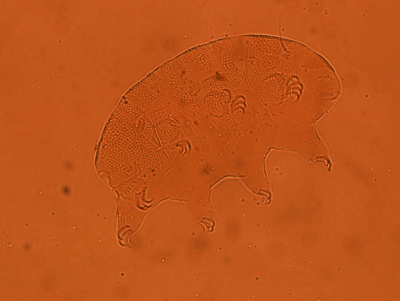 Echiniscus baius image