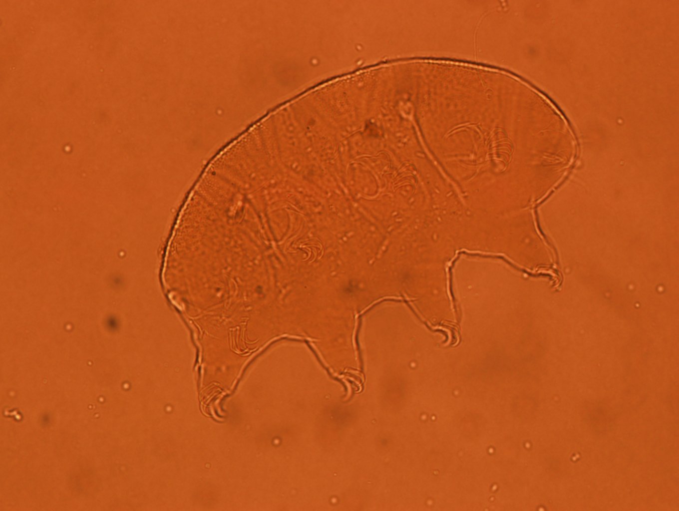 Echiniscus baius image