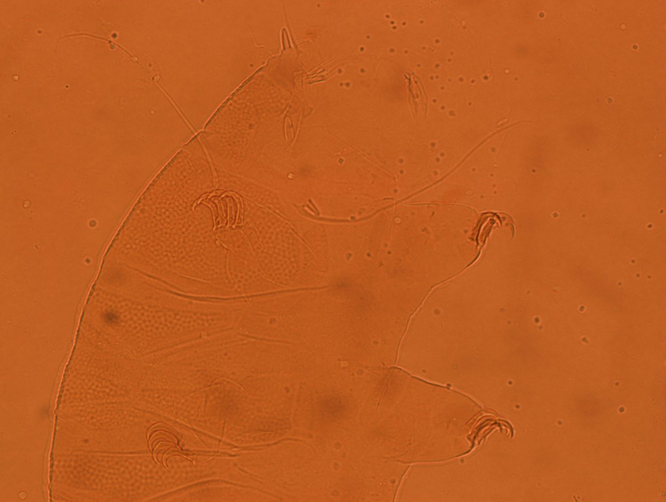 Echiniscus reticulatus image