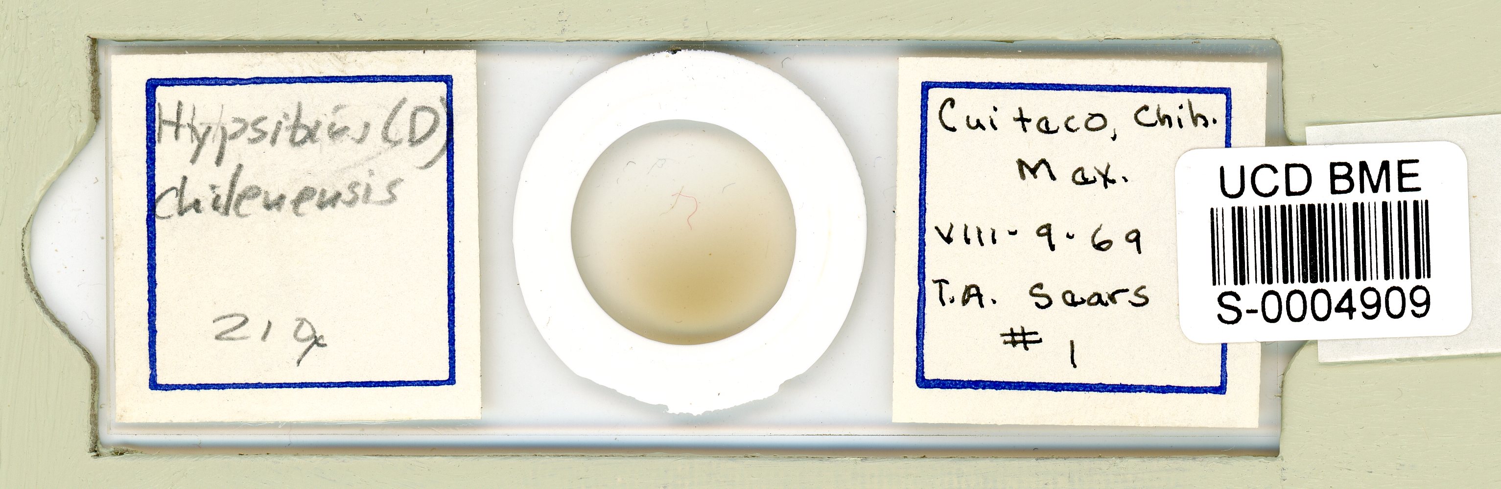 Diphascon chilenense image