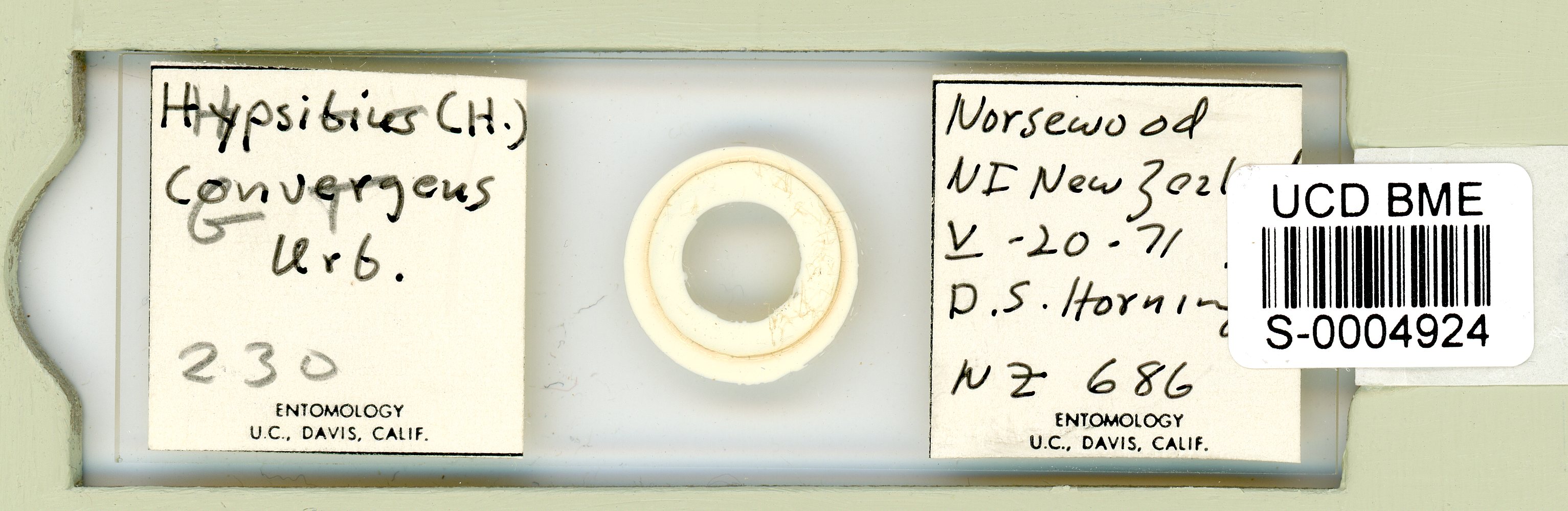 Hypsibius convergens image