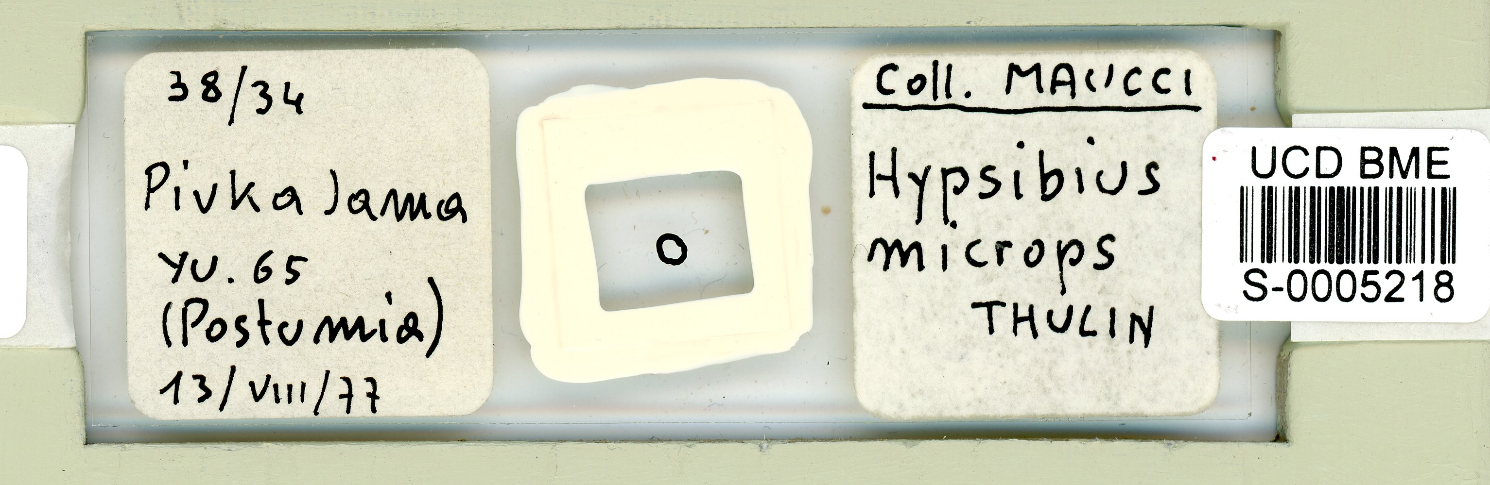 Hypsibius microps image