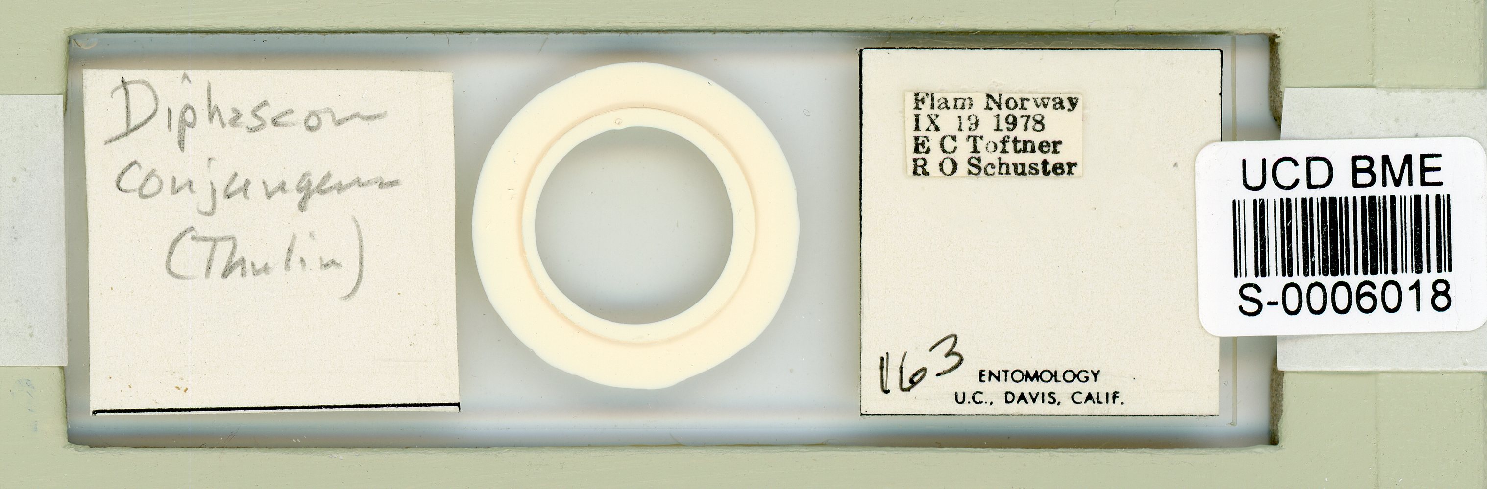 Hebesuncus image