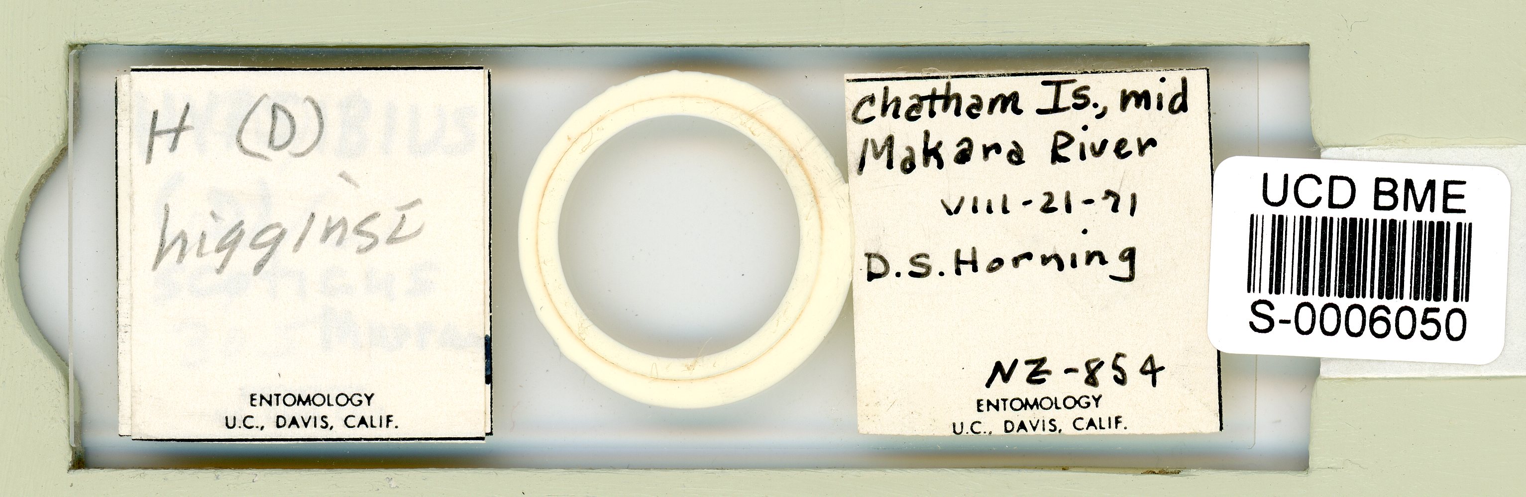 Diphascon higginsi image