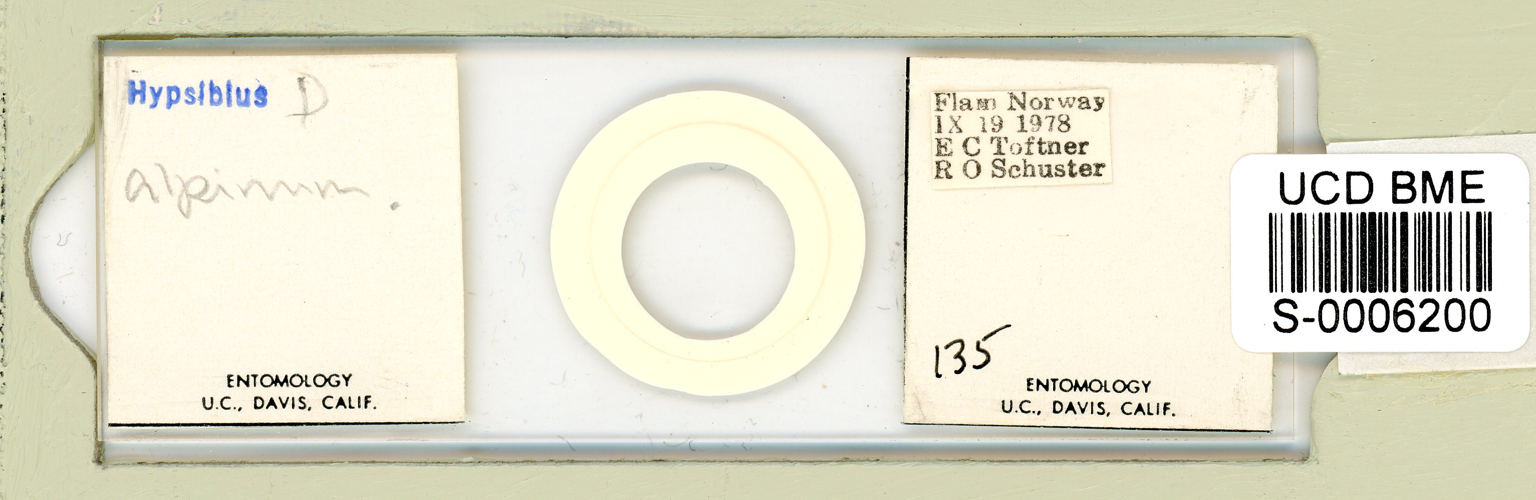 Diphascon alpinum image