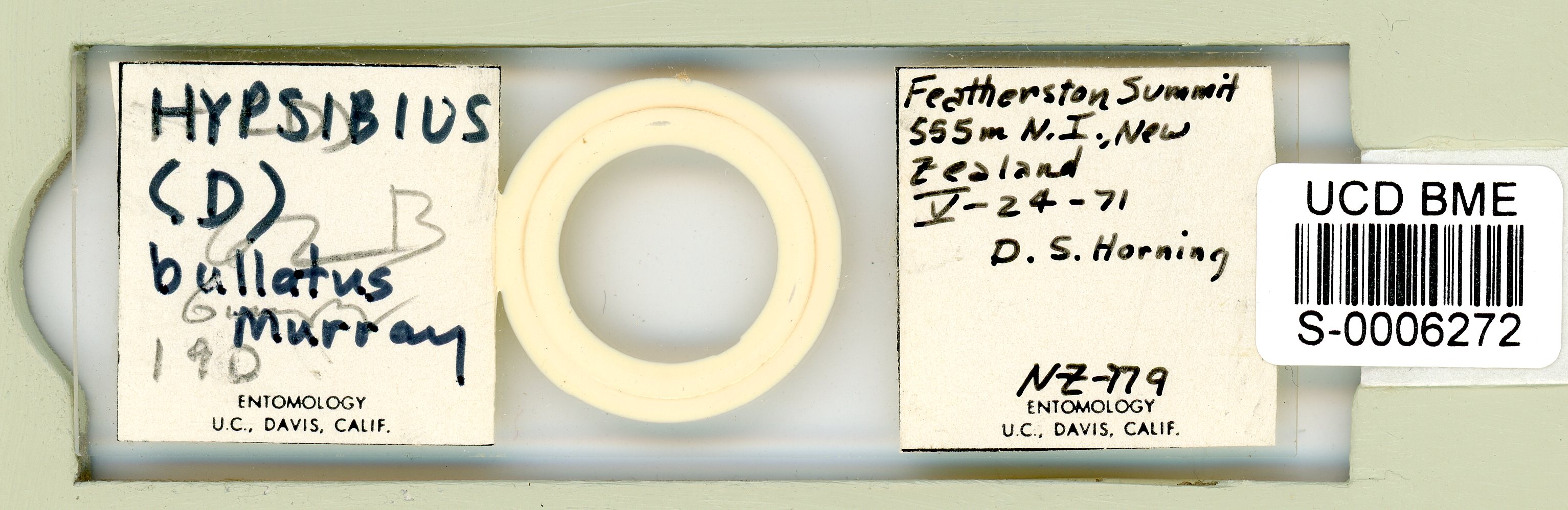 Pilatobius bullatus image