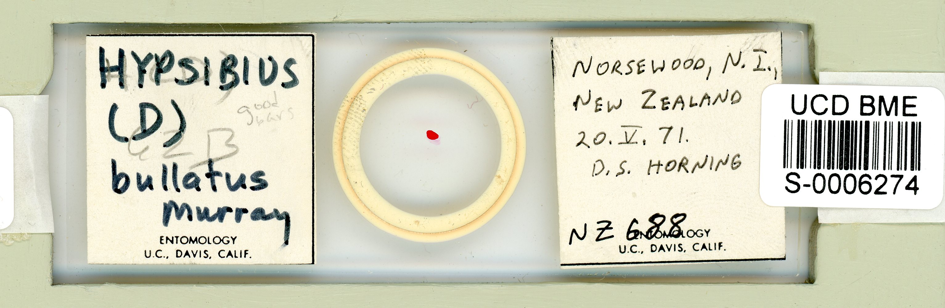 Pilatobius bullatus image