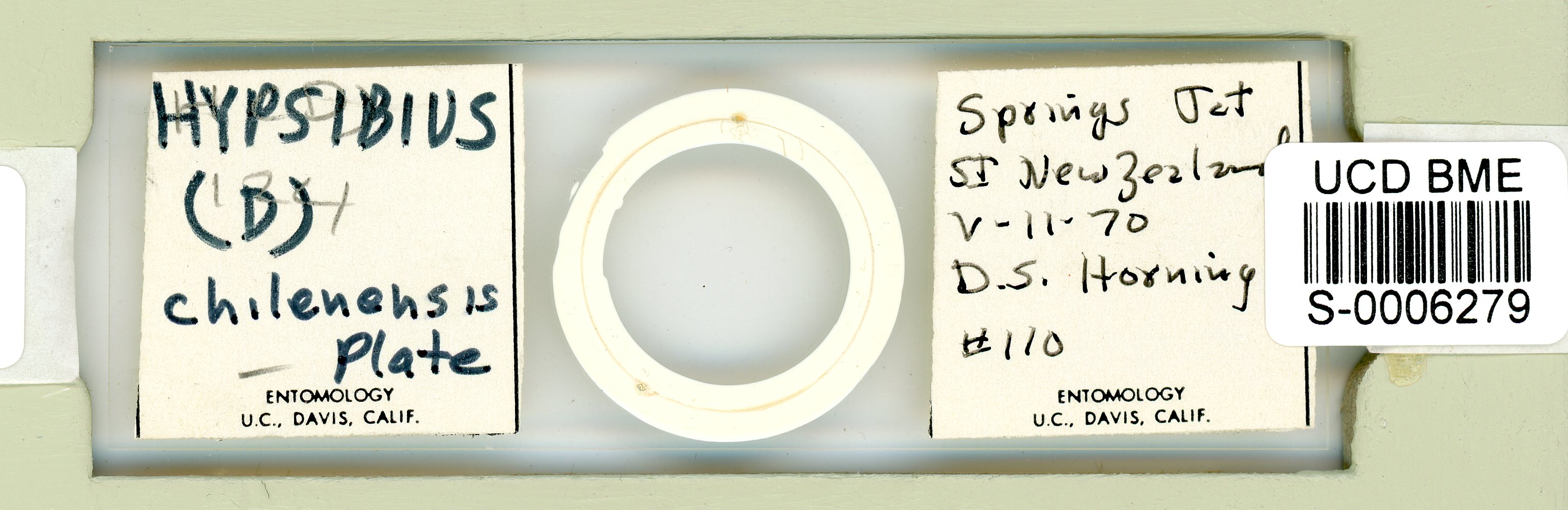 Diphascon chilenense image