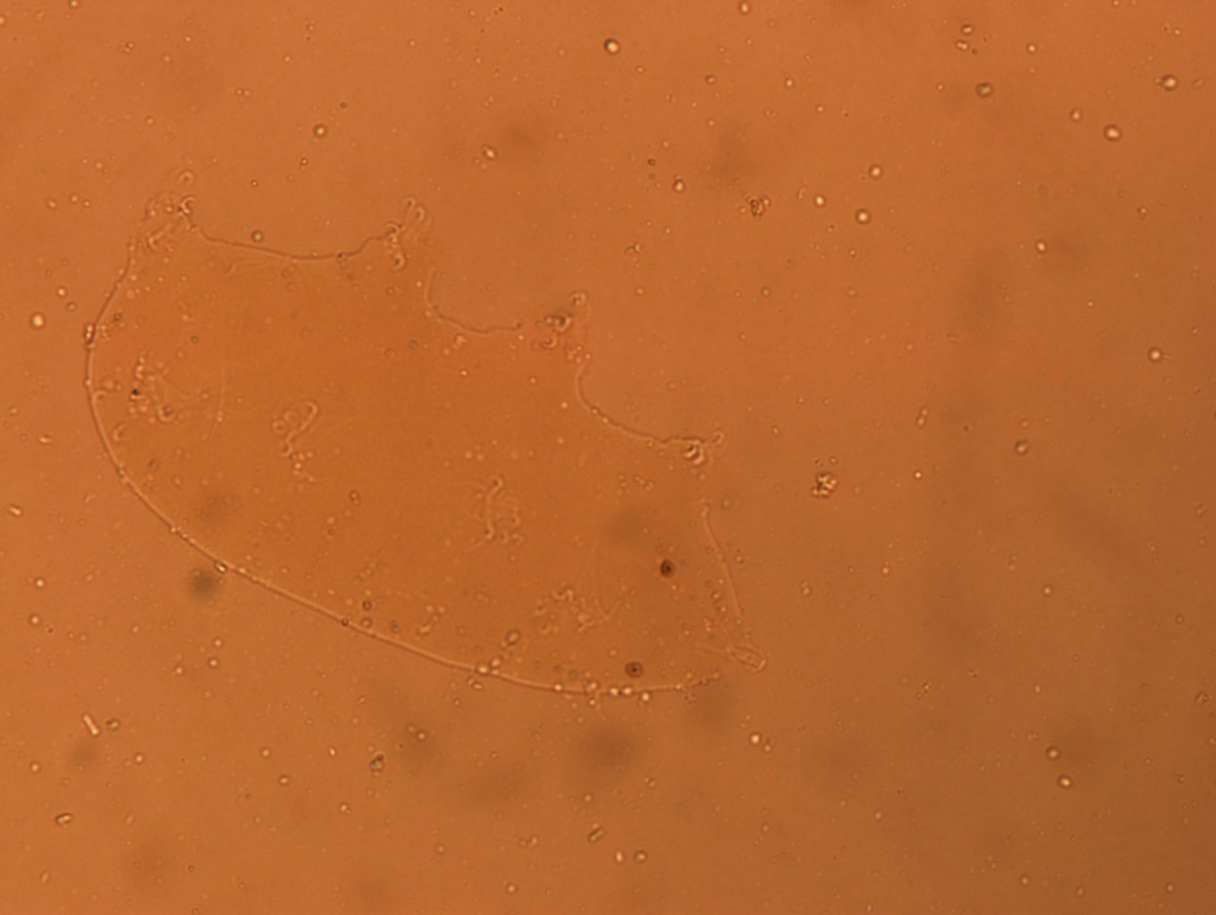Archechiniscus marci image