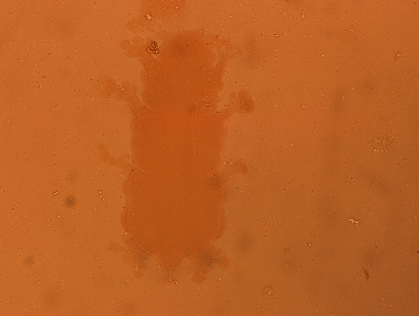 Batillipes pennaki image
